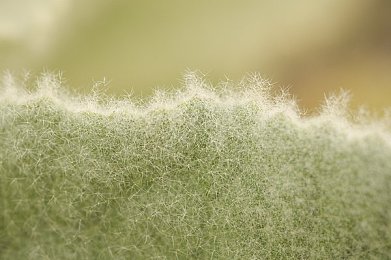 幸福一家幸福之家小葱豆腐7,温馨家庭故事，小葱豆腐诠释幸福-1