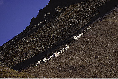 扫黑风暴3全集免费播放,《扫黑风暴3》免费热播，正义较量引关注