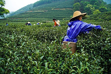 8X8 海外华人永久免费：科技助力华人，8X8免费服务全球通行-1