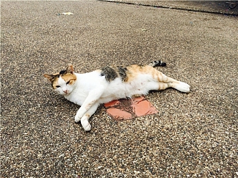 少妇人妻真实偷人精品视频,夫妻偷情视频引发道德拷问-3