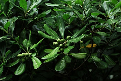 蓬莱仙山裸体之欲火,神秘蓬莱现裸体仪式，信仰与欲望的冲突-2