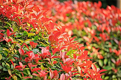 原神申鹤吃草拉肚子放屁,《原神》仙子肠胃不适，玩家支招解围-3
