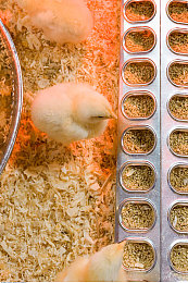 亭亭玉立国色天香综合症怎么得的:罕见病症揭秘:探寻“亭亭玉立国色天香”之谜-3