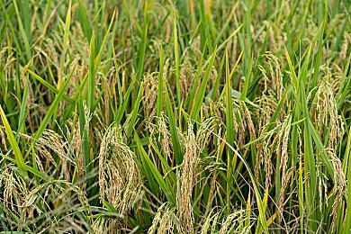 维生素b可以直接用水吞吗,揭秘：维生素B，你真的了解吗？-3
