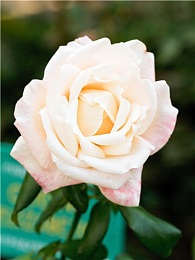 菠萝蜜视频在线观看国际,揭秘菠萝蜜：国际内容盛宴等你来探秘-4